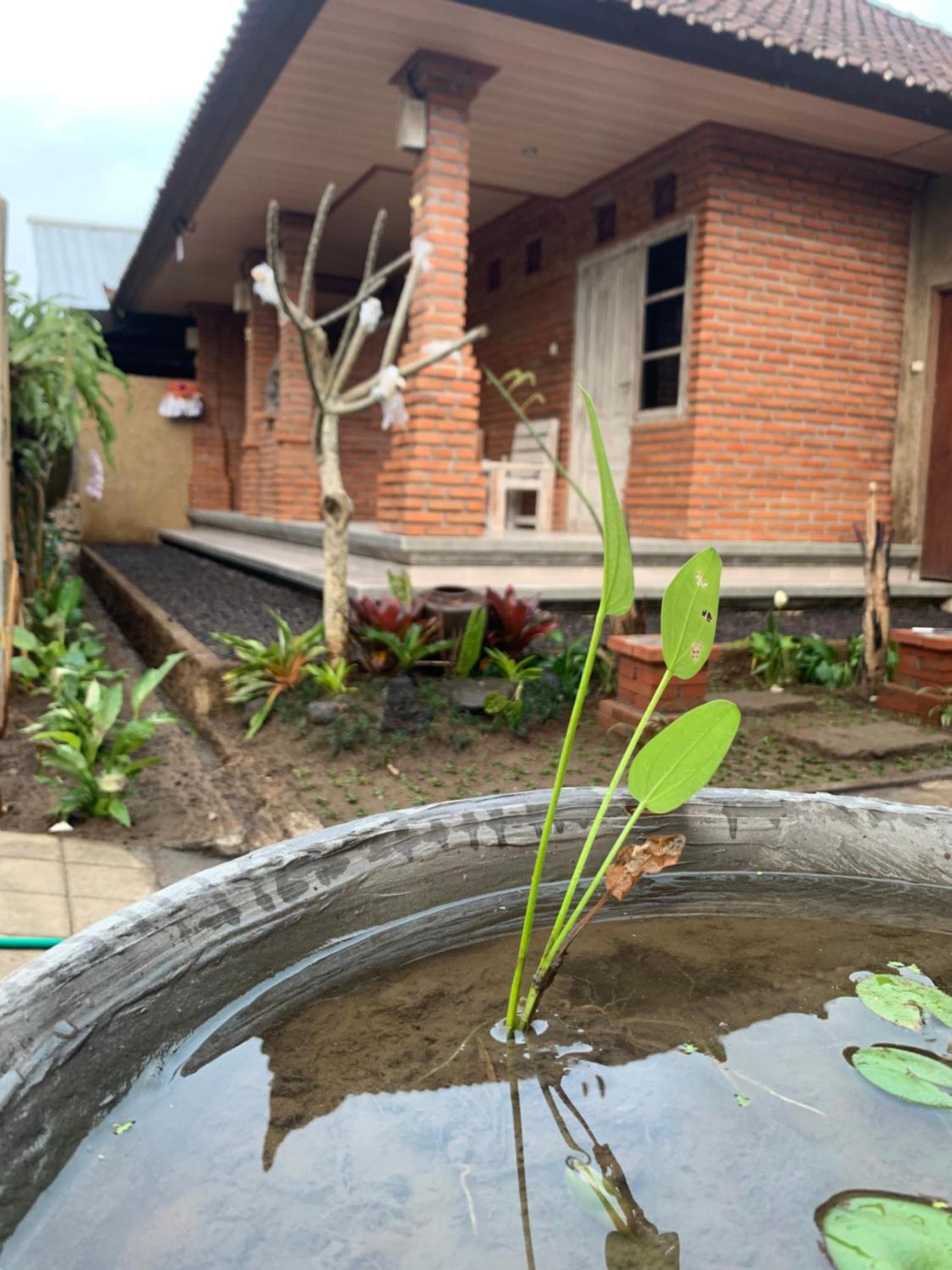 Ambara Guest House Tampaksiring Ngoại thất bức ảnh